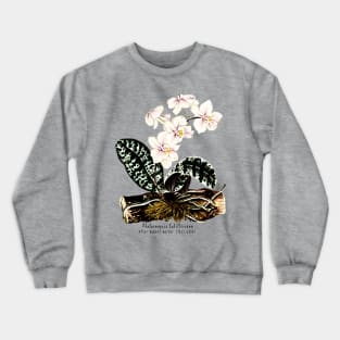 Phalaenopsis Schilleriana Crewneck Sweatshirt